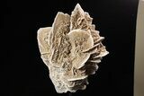 Selenite Desert Rose on Stand - Chihuahua, Mexico #264519-2